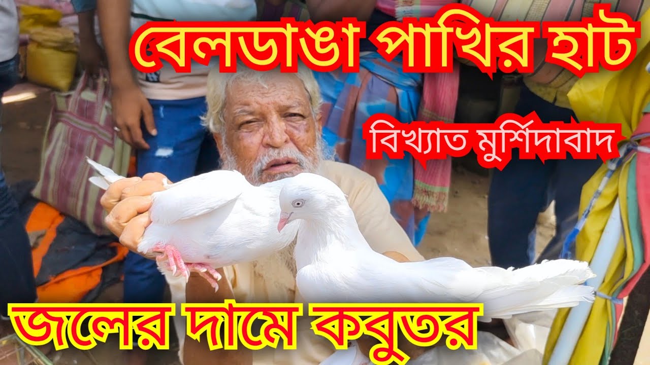 বেলডাঙা পাখির হাট। Beldanga pigeon markat। দূর্গা পূজার অফার চলছে