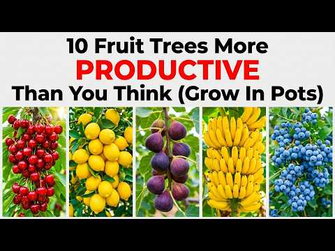 10 Best Fruits For Containers That Actually Produce Real Results