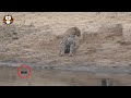 Hanya Hitungan Detik, Leopard Ini Langsung Tahu Ada Bahaya di Hadapannya!!