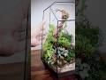 Geometric glass door terrarium (full build video link in description)