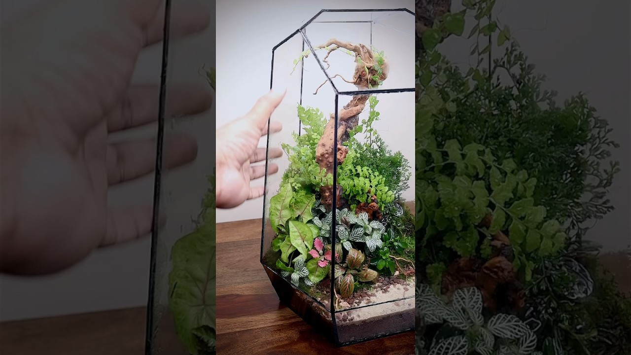 Geometric glass door terrarium (full build video link in description)