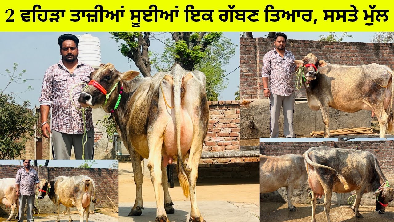 ਸੱਤੇ ਸਰਾਲੀ ਮੰਡ ਕੋਲ 3 ਵਹਿੜਾ ਵਿਕਾਊ 2 ਤਾਜ਼ੀਆਂ ਸੂਈਆਂ 12-14 ਬੋਹਲ਼ਾਂ ਤਿਆਰ 🔥/ ਪੱਟੀ ਤਰਨਤਾਰਨ 