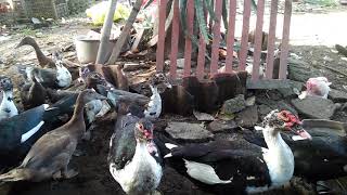 Jual Bebek Kuwir Denpasar