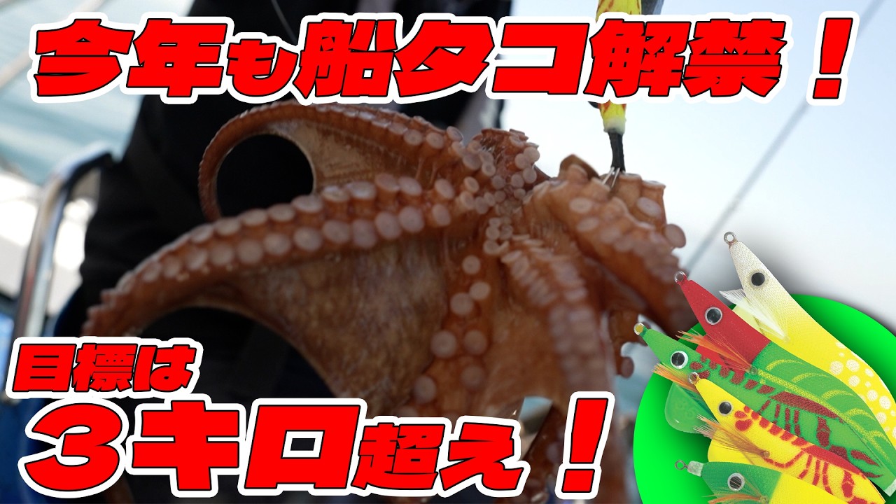 【明石船タコ】3キロ超えを目指す!開幕直後の状況調査!