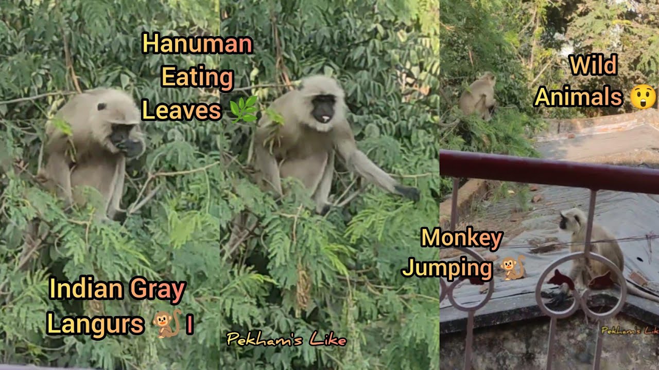 Hanuman Eating Leaves🌿 । কিভাবে লেজ ঝুলিয়ে ডালে বসে পাতা খাচ্ছে হনুমন দুটো🐒। Wild Animals Jumping। 