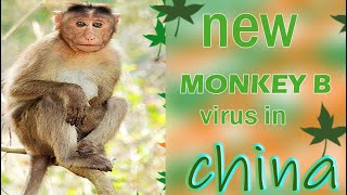 Monkey B Virus