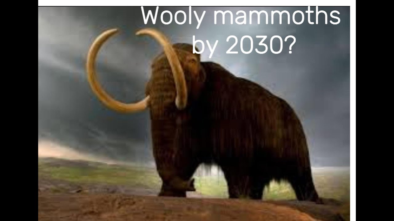 reviving wooly mammoth
