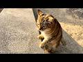 ニャフニャフアウアウおしゃべり続ける猫きなこの豊か過ぎる感情