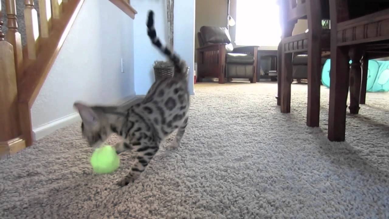 More Bengal Kitten Zoomies YouTube