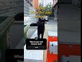 Cats Waiting the order  #cat #catshorts #Gatios #gatos