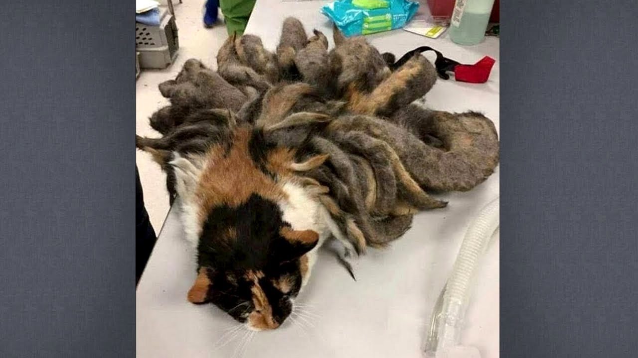 Ветеринары не знали с чего начать, когда эту кошку к ним принесли, в ...