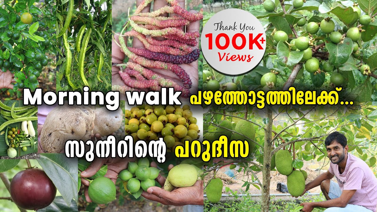 രാവിലെ വ്യായാമം പഴത്തോട്ടത്തിൽ | പത്തു സെന്റിൽ പറുദീസയൊരുക്കി സുനീർ | Fruit Forest