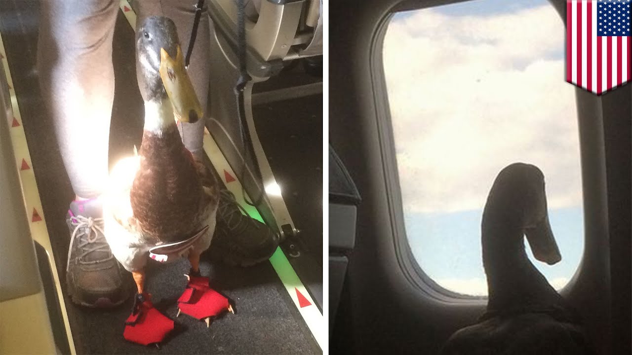 Emotional support duck riding on airplane goes viral online TomoNews