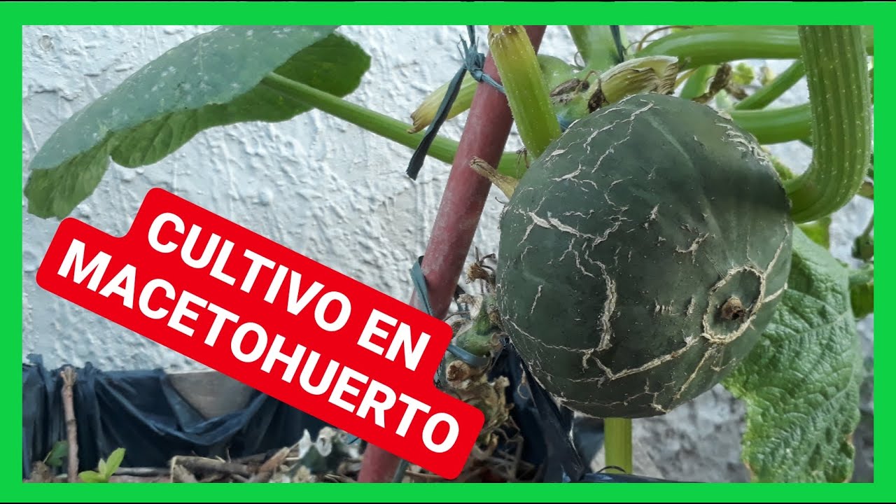 cultivo de ZAPALLITOS VERDE de tronco ( macetohuerto) HUERTO URBANO parte 2