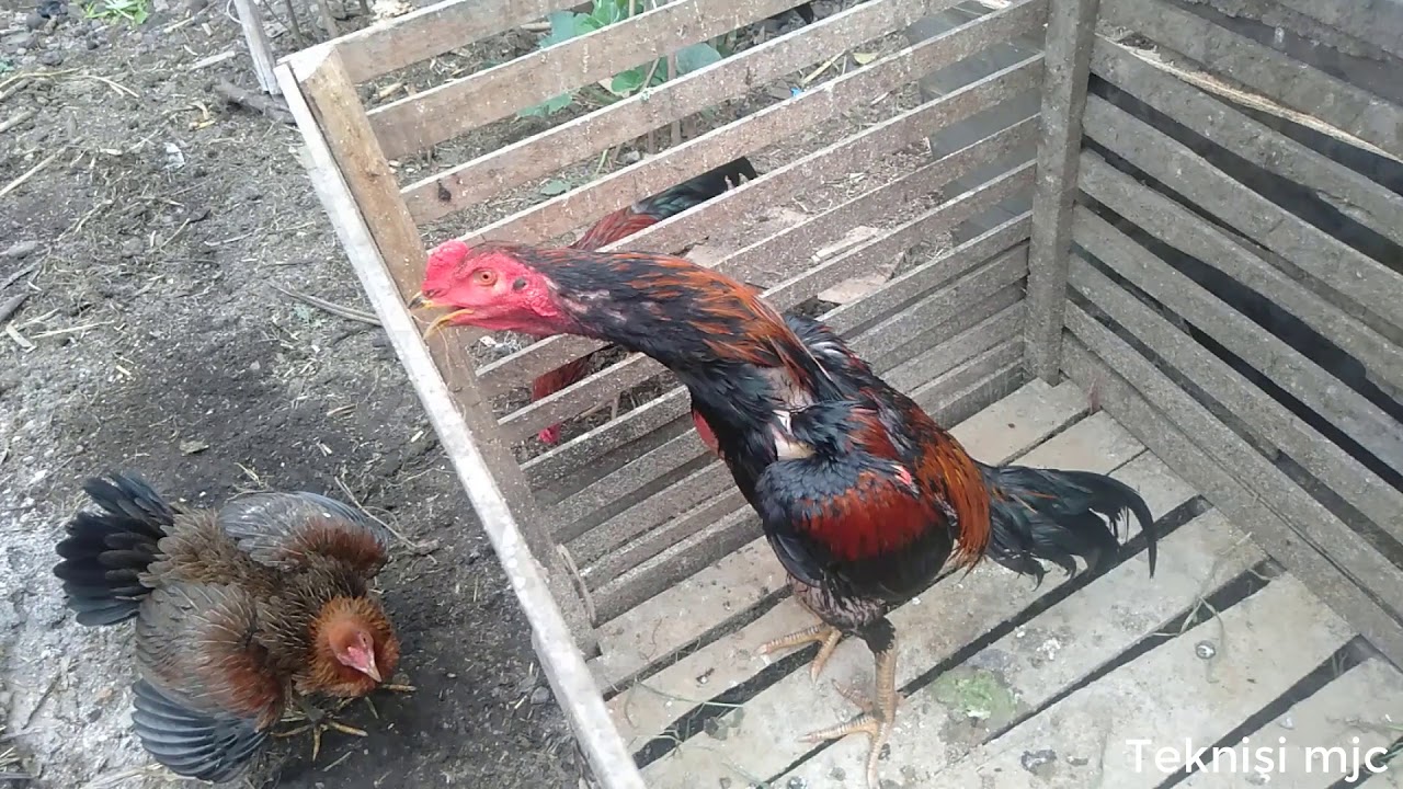 ayam bangkok 