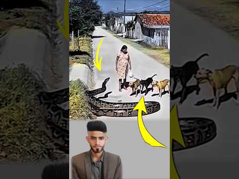 أفعال الكلاب الوفية أبلغ من كل كلمات البشر فقد حمت المرأة حين اقترب الثعبان   