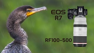 : Rainy Spring Birding - Canon EOS R7 and Canon RF100-500mm F4.5-7.1 L