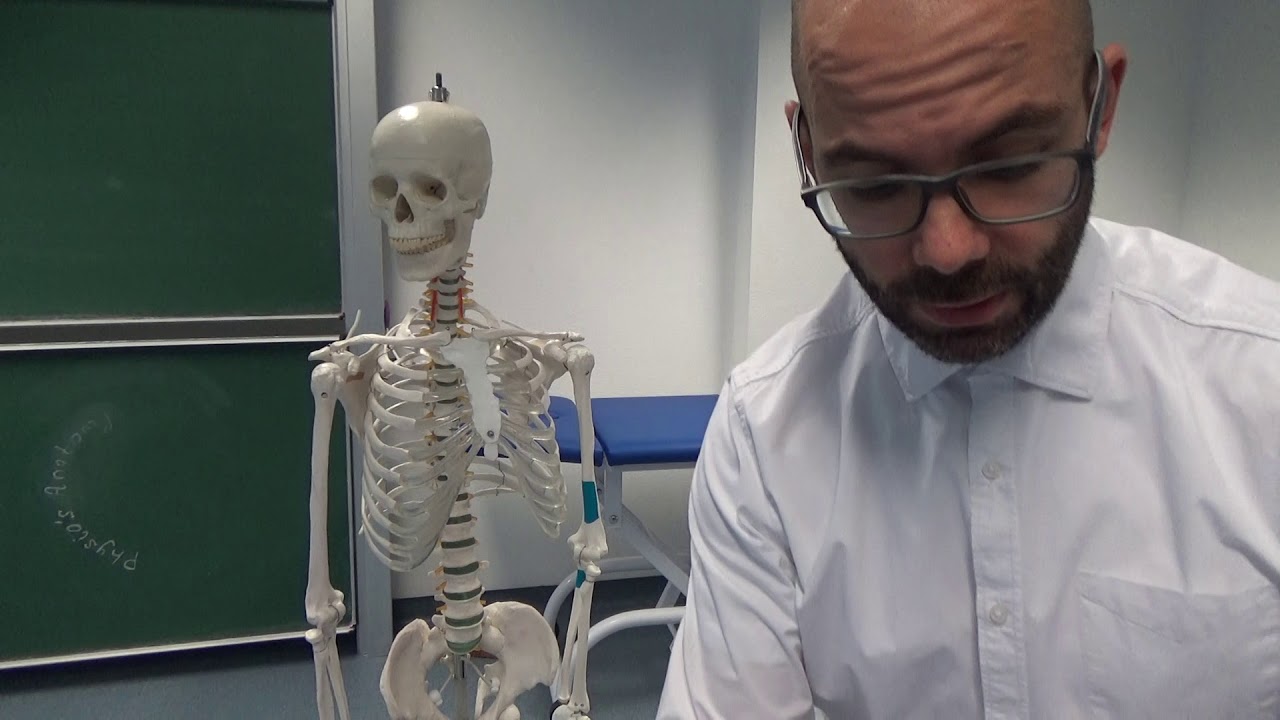 Oberarmmuskeln - m.brachialis