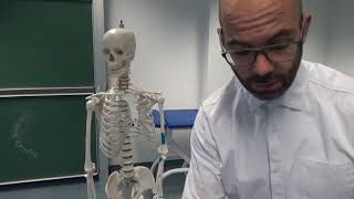 Upper arm muscles - m. brachialis