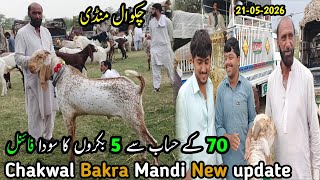 chakwal mandi latest update|chakwal goat farm|chakwal bakra mandi|tando adam mandi|bakraChakwalMandi