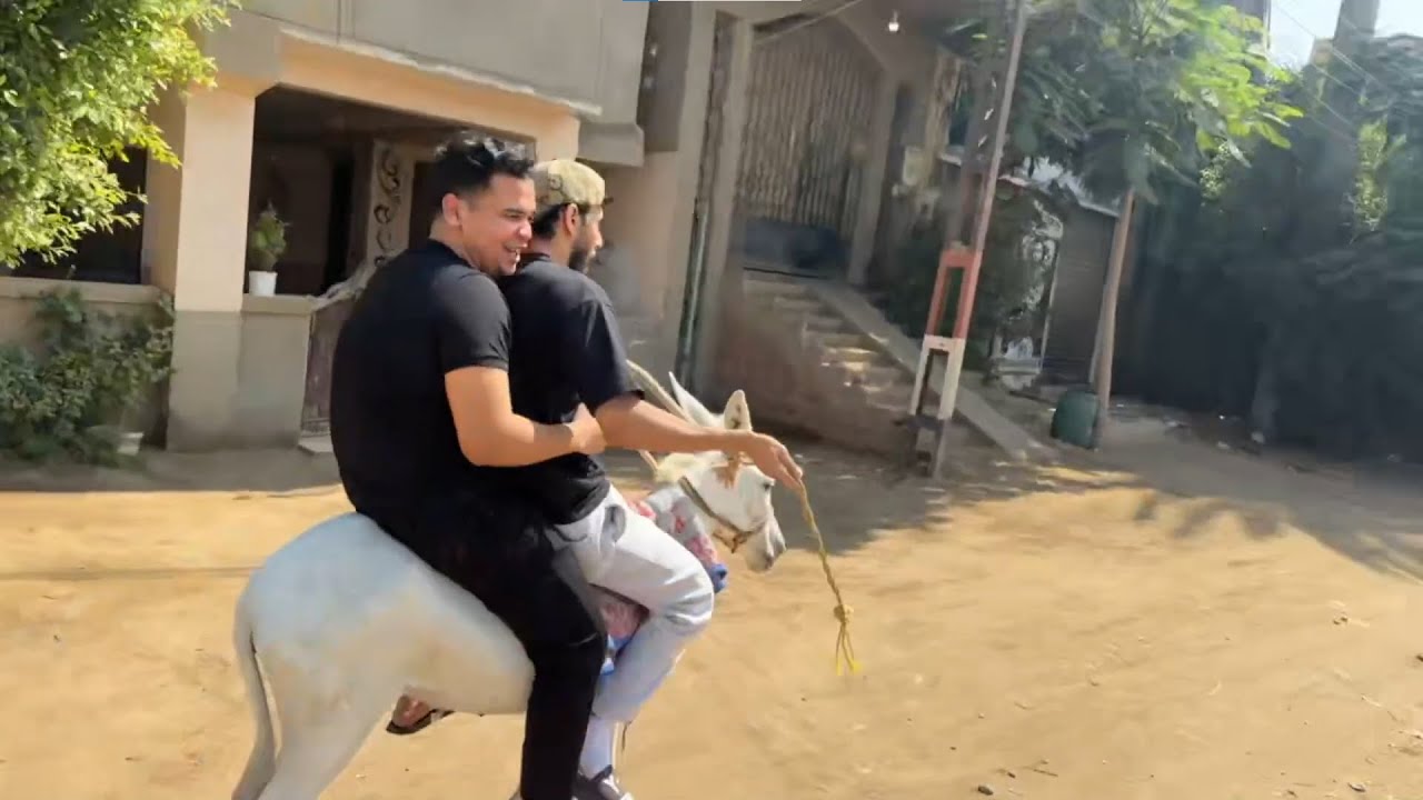 عمرو يركب الحمار مع حسام القرد ويلف في البلد هتموت ضحك | عمرو ببجي