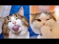Cute Animals Compilation That Will Made Your Day