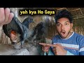 Jungali kabutar ko yah kya Ho Gaya | jungali kabutar hua bimar | jungali kabutar ||
