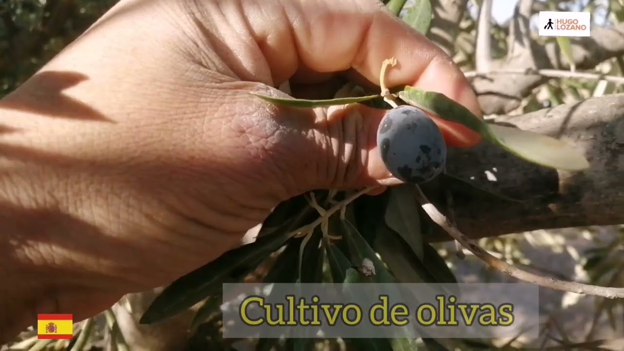 OLIVAS #olivares #oliva #campo #jumilla #murcia #alicante #cartagena #barcelona #madrid #galicia