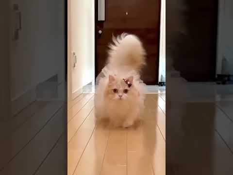 كوري ناني كوري ناني ليكو اجمل قطط كيوتcute Kitten 