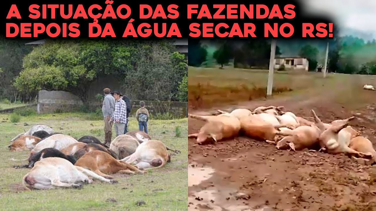 MILHARES DE PORCOS E VACAS ENCONTRADOS ASSIM NO RIO GRANDE DO SUL