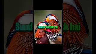 Top 3 Most Beautiful Birds in the World 🦚🌍 #BeautifulBirds #Birds #Nature #Peacock #Macaw #Wildlife