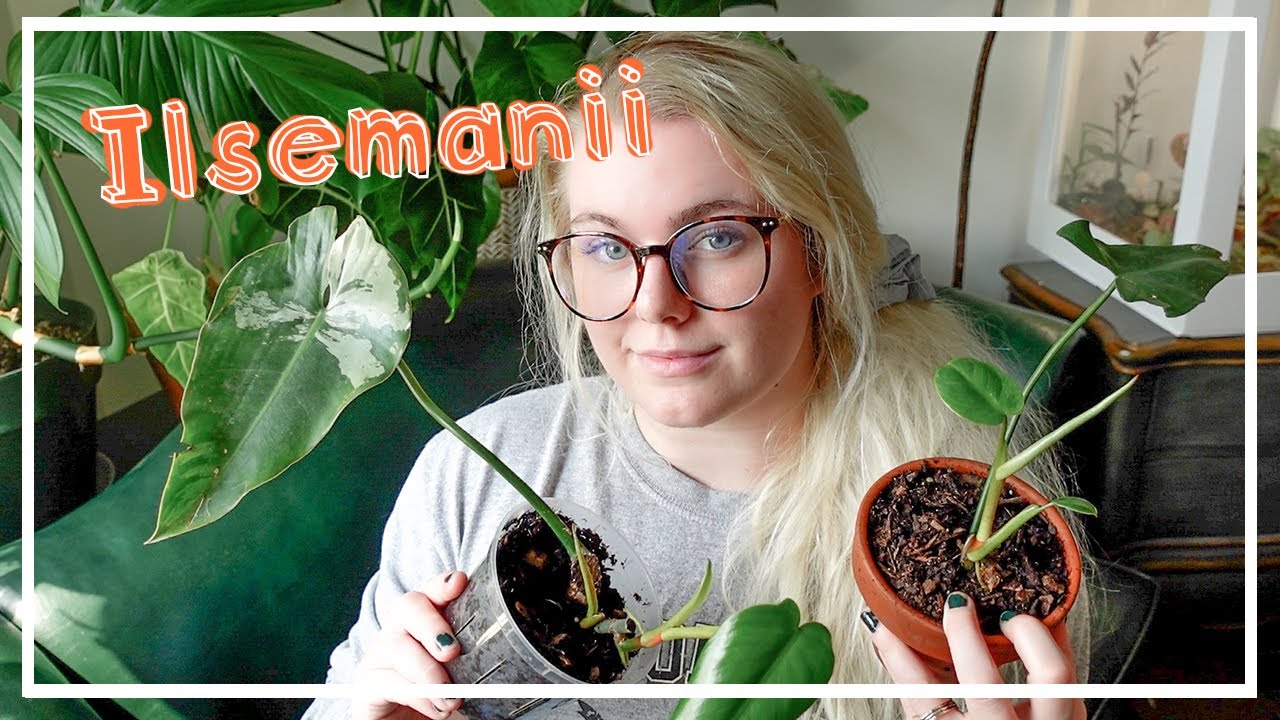 Philodendron Ilsemanii Care Guide (& Where to Buy) - Home Garden Hero