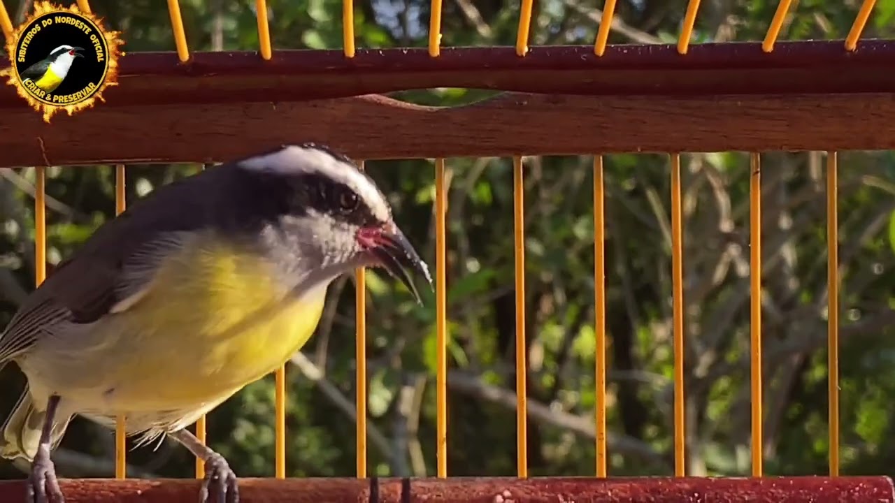 SIBITE CHAMANDO E CANTANDO DISPARADO ESTIMULA SEU SIBITE A CANTAR