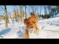 SPANIEL