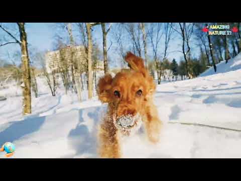 SPANIEL