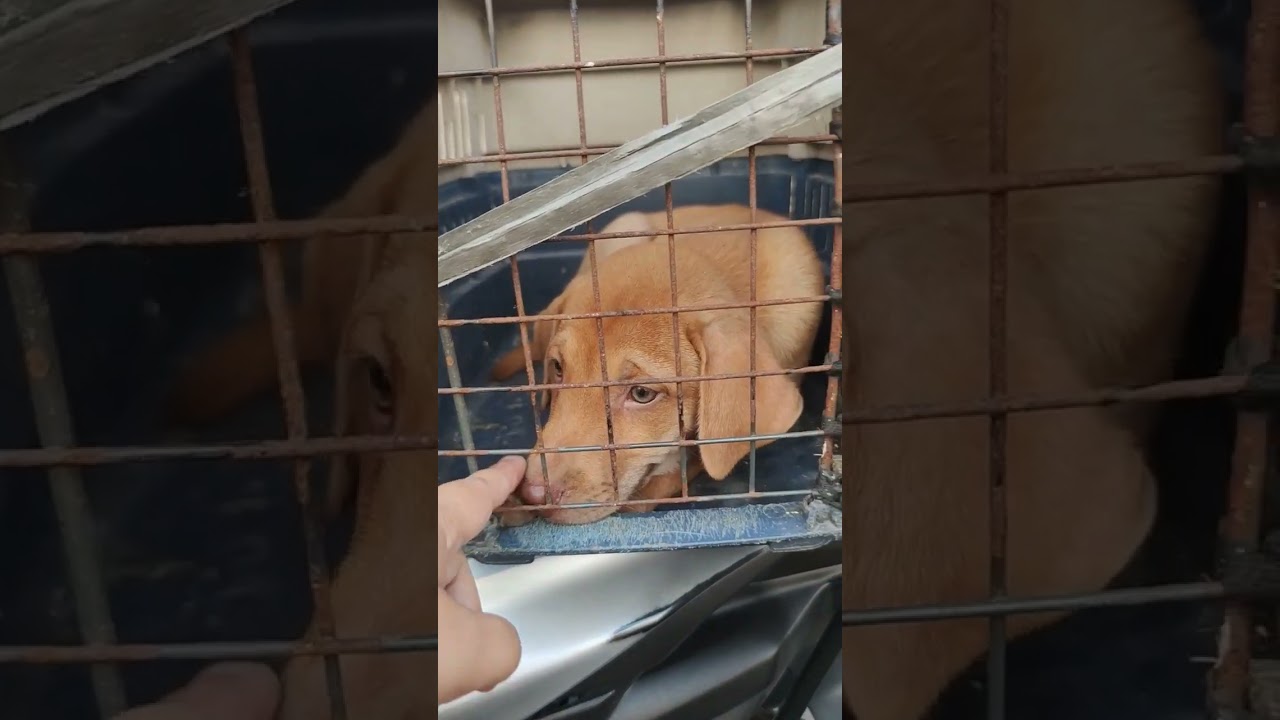 ON THE WAY TO FOREVER HOME❤️ 