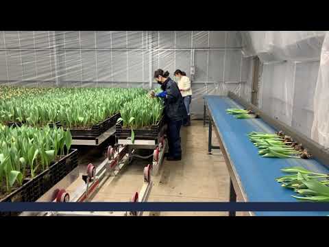 Installing an automated tulip cultivation system via Teams