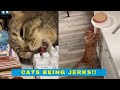 Cats Being Jerks - Cats Being Cats
