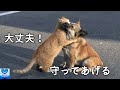 飼い主に取り残された犬を慰め続けていた野良猫の姿に心打たれる【感動】