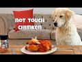 Leaving my Dog Alone With a Whole Chicken