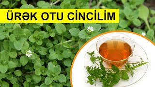 Ürək otu CİNCİLİM. Faydaları