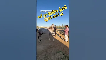 الخيل يتزاوج من أمه أو اخته ٦٠شو مع الدكتور حاتم ستين 