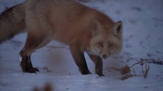 Celebrity Fox hollow foxes Profile