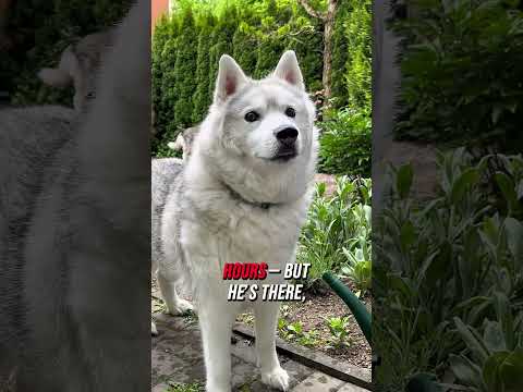 Two Huskies, Two Personalities: Ayla the Shadow, Akim the Ghost 🐺❤️‍🩹 #huskypersonality