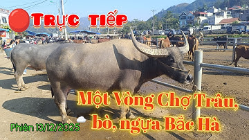 Bê Bê Núi đang phát trực tiếp Một Vòng Chợ Trâu, bò, ngựa Bắc Hà | Văn Hóa Vùng Cao Đậm Đà!
