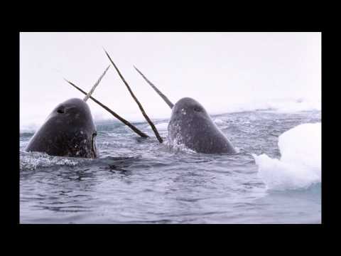 Why are there no narwhals in captivity?