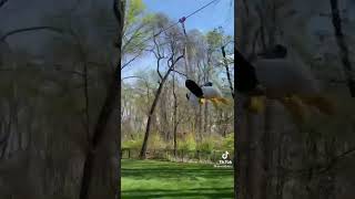 Tiktok Donaldducc - Zipline