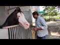 atkot Jay Ambe farm Atkot horse |  kathiyawadi  horse | #jayambefarmatkot