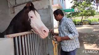 atkot Jay Ambe farm Atkot horse |  kathiyawadi  horse | #jayambefarmatkot