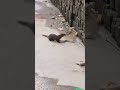 snake mongoose fighting #shorts #youtubeshorts